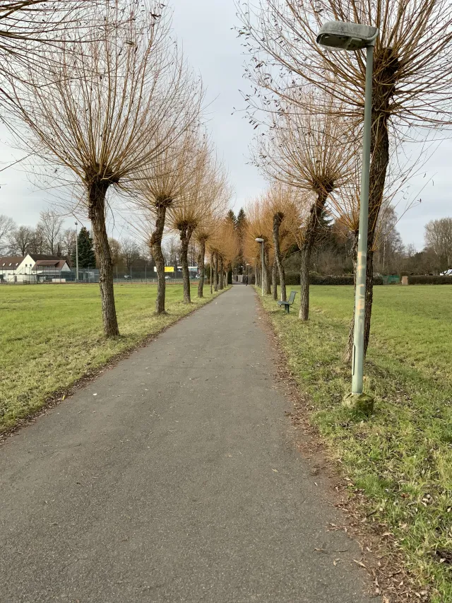 Weiden weisen uns den Weg durch die Stadt!